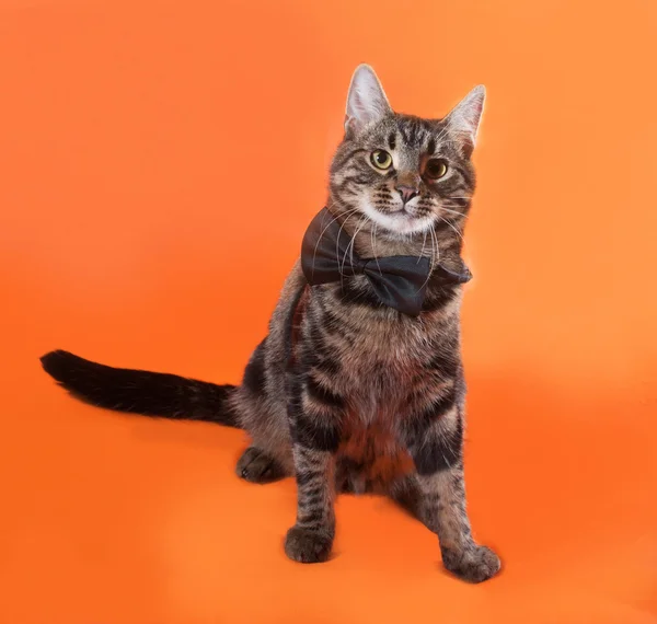 Tabby kitten teenager in bow tie sitting on orange — Stock Photo, Image