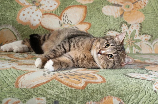 Tabby und weiße Katze liegen auf Couch — Stockfoto