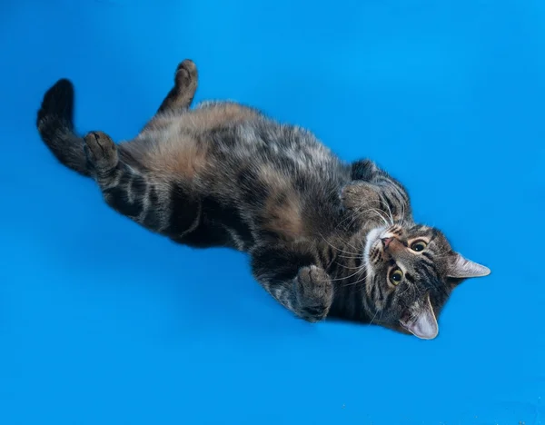 Tabby kitten tiener liggend op blauw — Stockfoto
