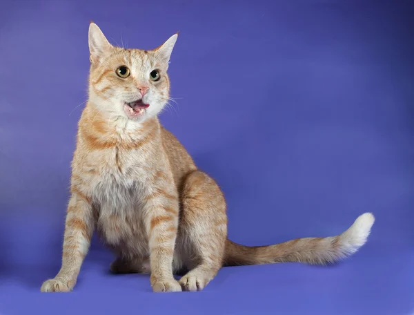 Ginger tabby gato sentado en azul —  Fotos de Stock