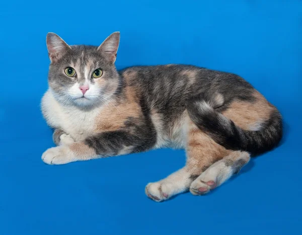 Tricolor gato acostado en azul —  Fotos de Stock