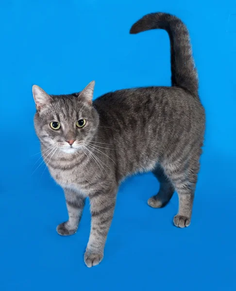 Grigio gatto tabby in piedi su blu — Foto Stock