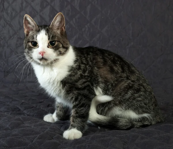 White and striped kitten sitting on quilt — Stock Photo, Image