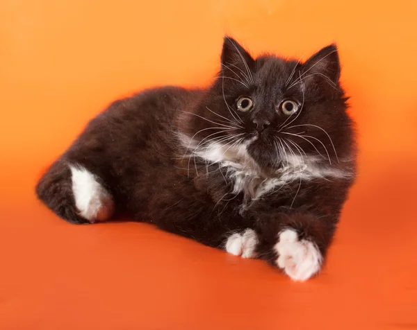 Fluffiga svart kattunge liggande på orange — Stockfoto