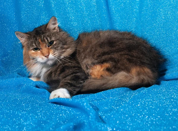 Tricolor cat lies on blue — Stock Photo, Image