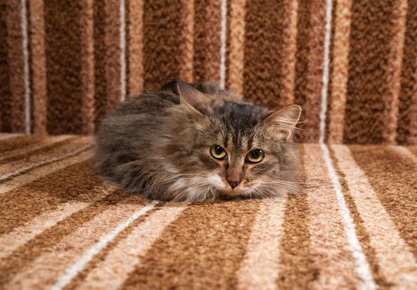 Fluffy tabby kitten lying on couch — Stock Photo, Image