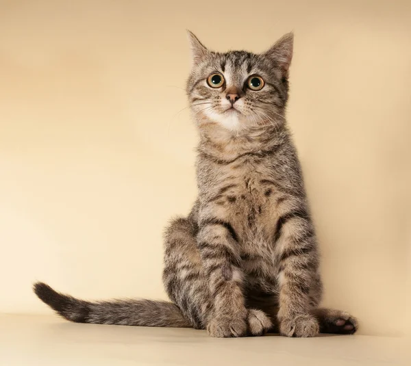 Striped kitten sitting on yellow — Stock Photo, Image