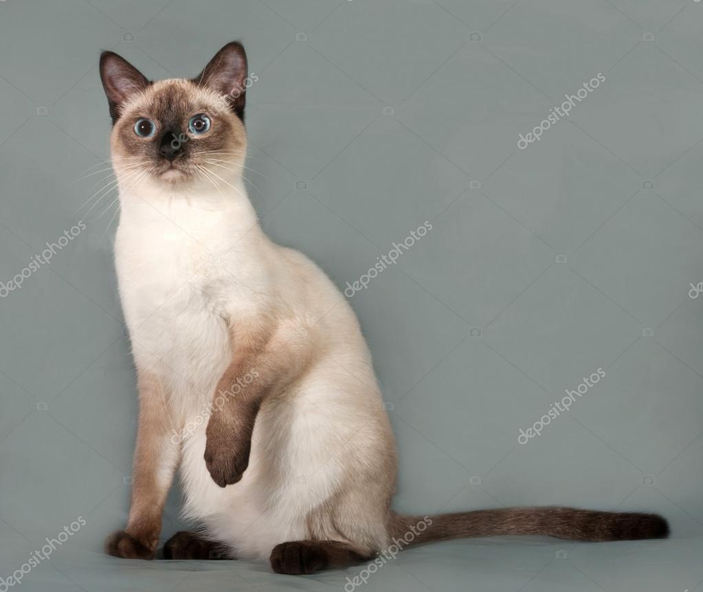 Thai Katze Mit Blauen Augen Sitzen Auf Grau Stockfoto