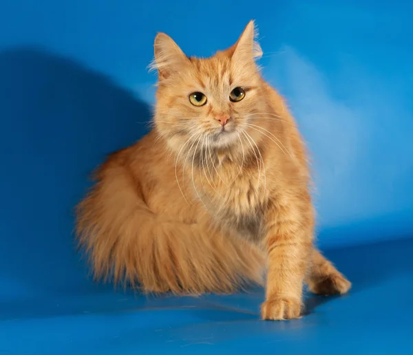 Ginger puszyste kot stojący na niebiesko — Zdjęcie stockowe
