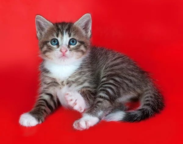 Kleine pluizig tabby kitten zittend op rood — Stockfoto