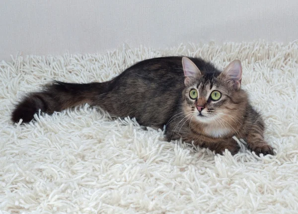 绿色的眼睛在地毯上的猫 — 图库照片