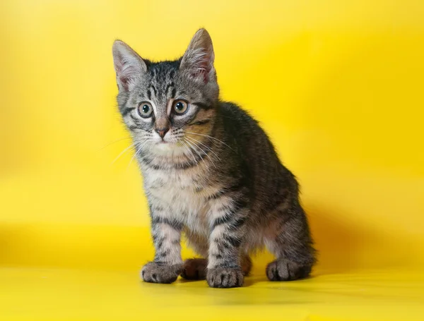 Liten randig kattunge sitter på gul — Stockfoto