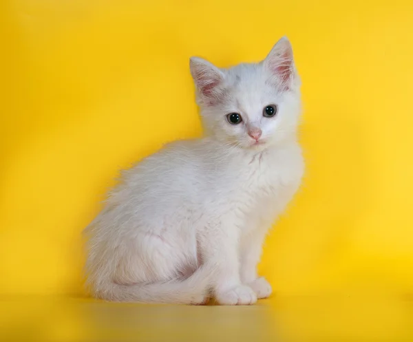 Pequeño gatito blanco esponjoso se sienta en amarillo — Foto de Stock