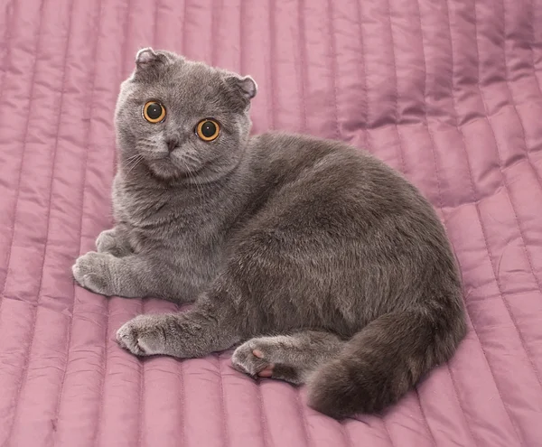 Schottische Faltkatze sitzt auf rosa — Stockfoto