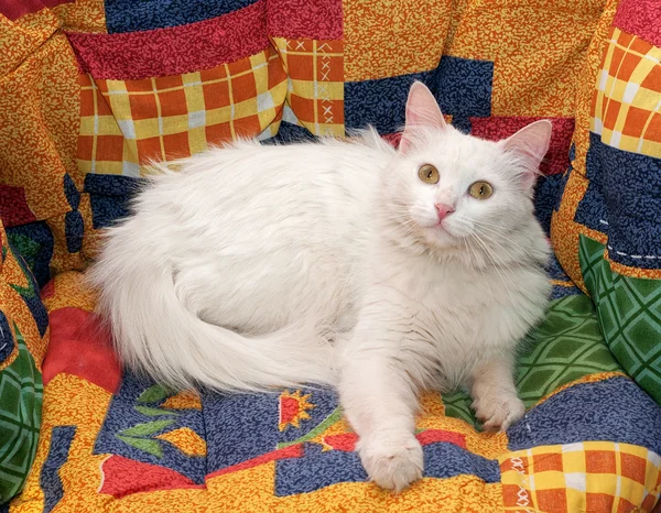 White cat with yellow eyes lying on motley — Stock Photo, Image
