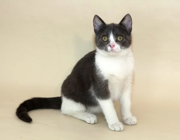 White kitten with gray spots sitting on yellow — Stock Photo, Image