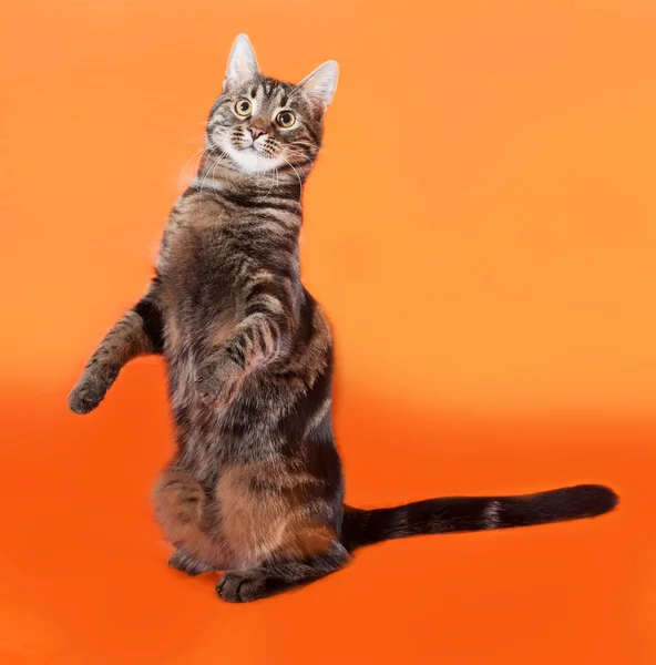 Tabby Kätzchen Teenager sitzt auf orange — Stockfoto