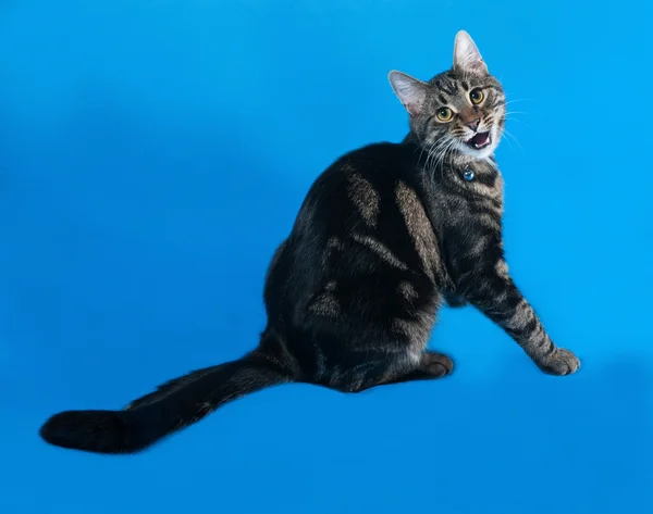 Tabby kitten teenager sitting on blue — Stock Photo, Image