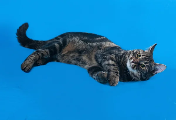Tabby kitten teenager lying on blue — Stock Photo, Image