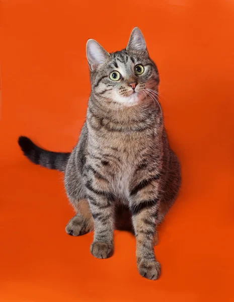 Gestromte Katze sitzt auf orange — Stockfoto