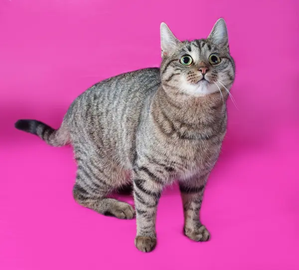 Mourovatá kočka stojící na růžové — Stock fotografie