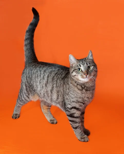 Mourovatá kočka stojící na oranžové — Stock fotografie