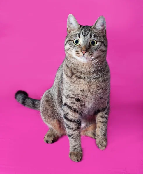 Gestromte Katze sitzt auf rosa — Stockfoto