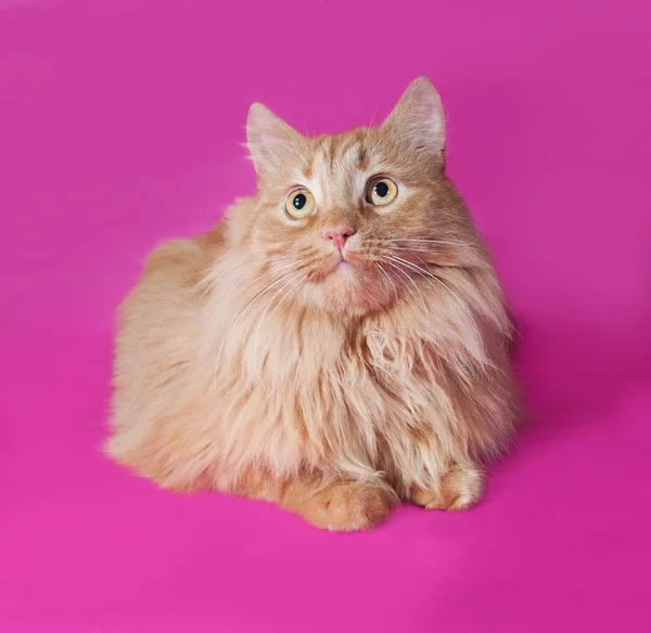 Rode kat legt op roze — Stockfoto