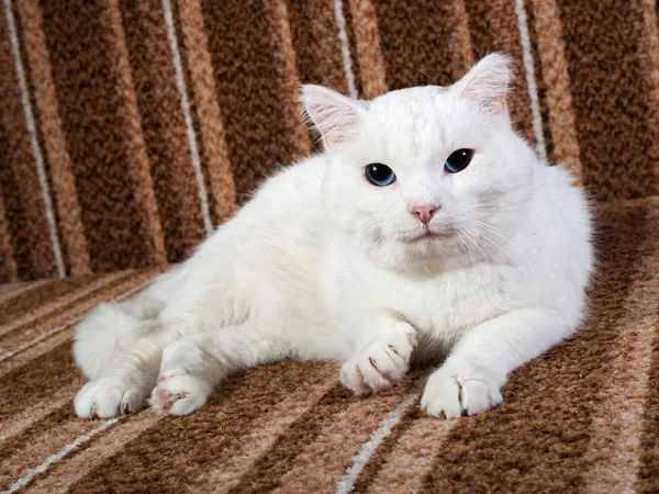 Белая кошка с голубыми глазами лежит на диване — стоковое фото