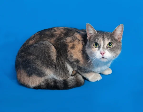 Tricolor Katze liegt auf blau — Stockfoto