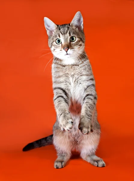 Tabby gattino in piedi su arancione — Foto Stock