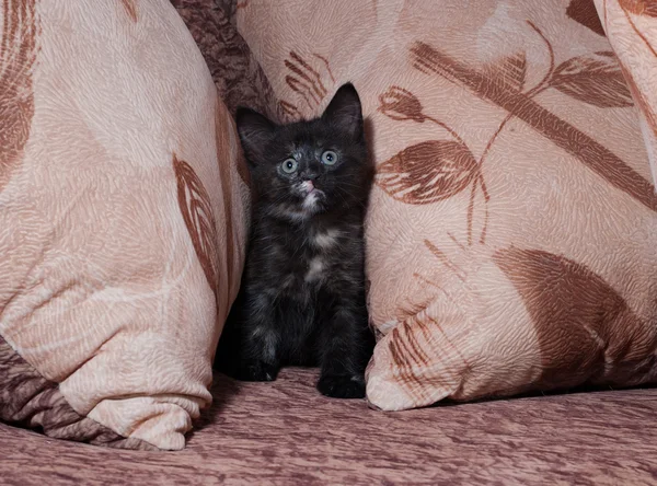 Zwarte en rode kitten zittend op de Bank — Stockfoto