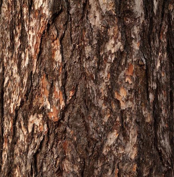 Struttura di corteccia di vecchio albero — Foto Stock