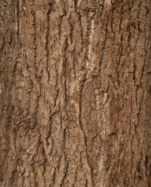 Textura staré kůry stromu — Stock fotografie