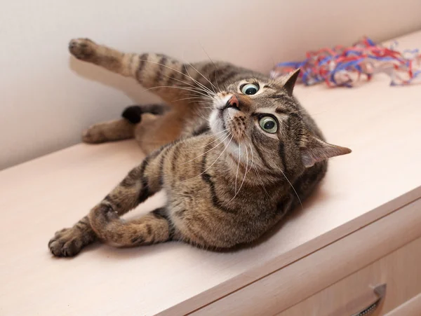 Табби-кот с сумасшедшими видами, лежащий на шкафу Стоковое Фото