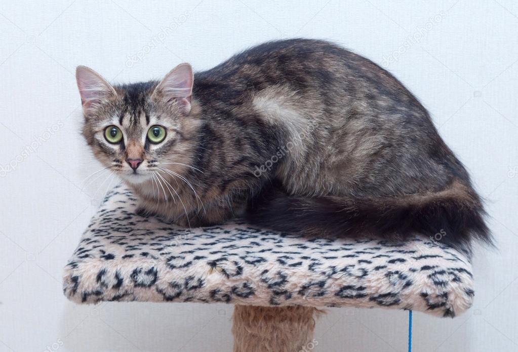 Yalan yeşil gözlü tüylü tekir kedi — Stok Foto © darzyhanna 63213581