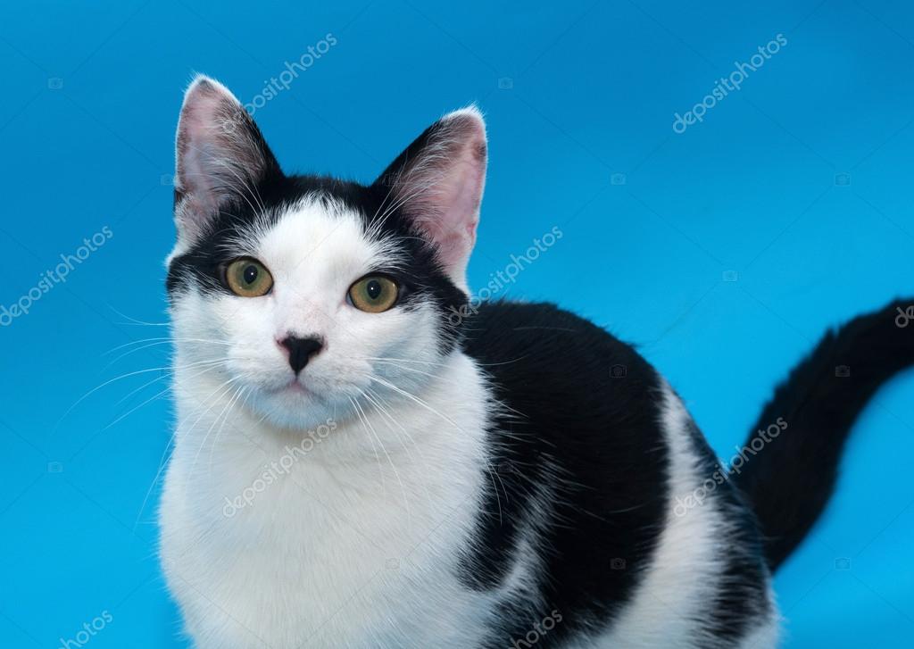 Manchas en la oreja de gato