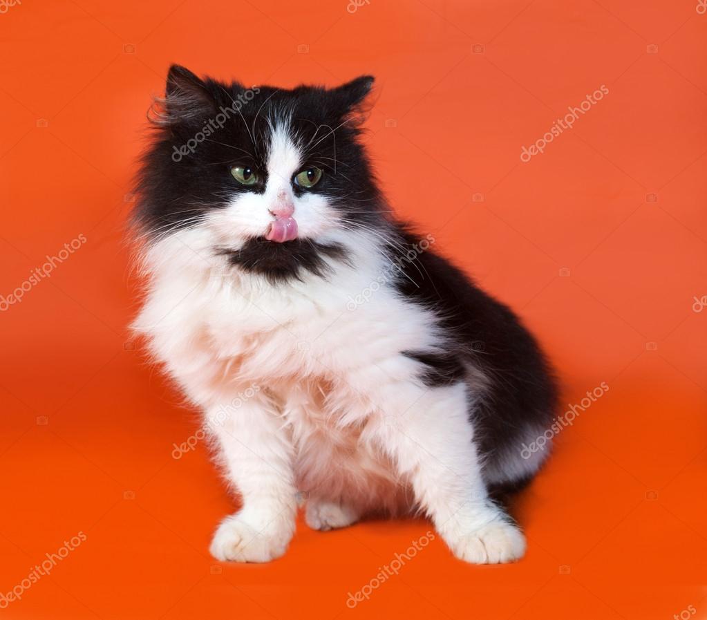Black And White Fluffy Kitten Sitting On Orange Stock Photo