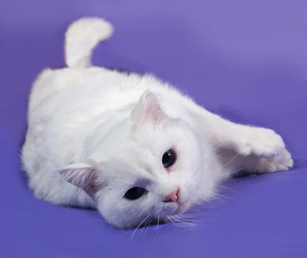 Gatto bianco sdraiato sul lilla — Foto Stock