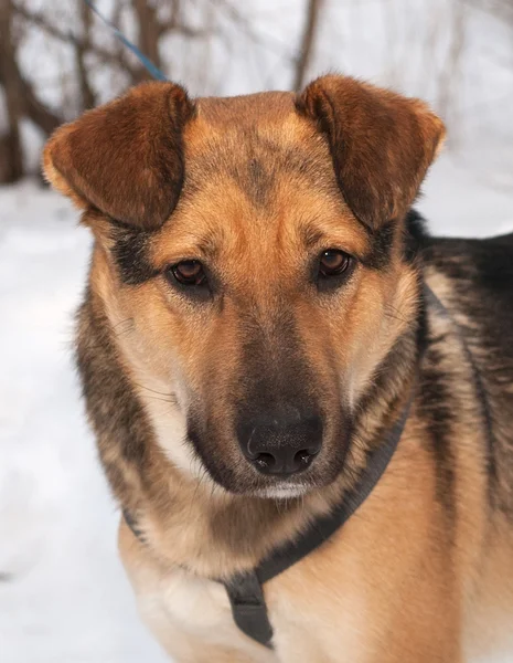 Red dog on snow background — Stock Photo, Image