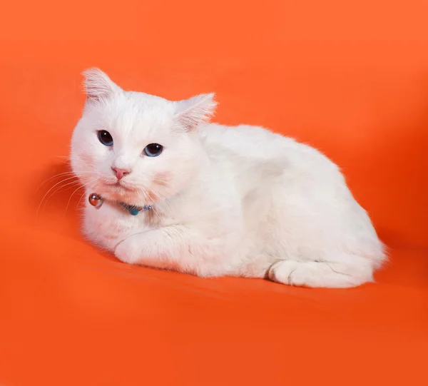 Gato blanco con ojos azules acostado sobre naranja —  Fotos de Stock