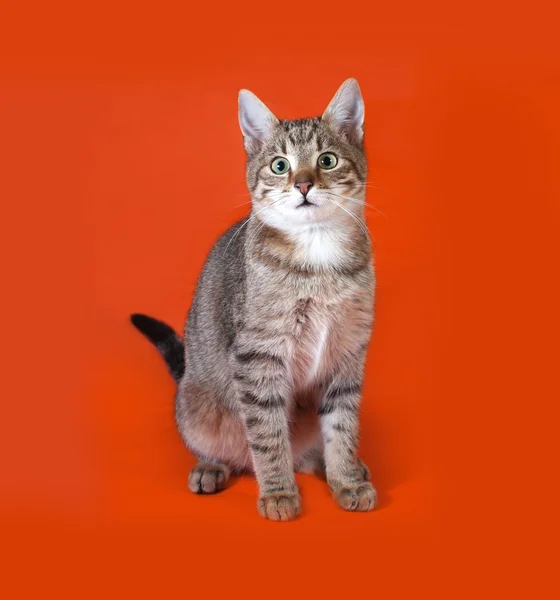 Tabby kitten zittend op oranje — Stockfoto