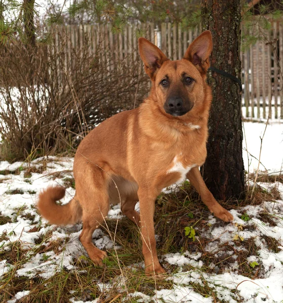 Grand chien roux debout sur les arbres de fond et les clôtures — Photo