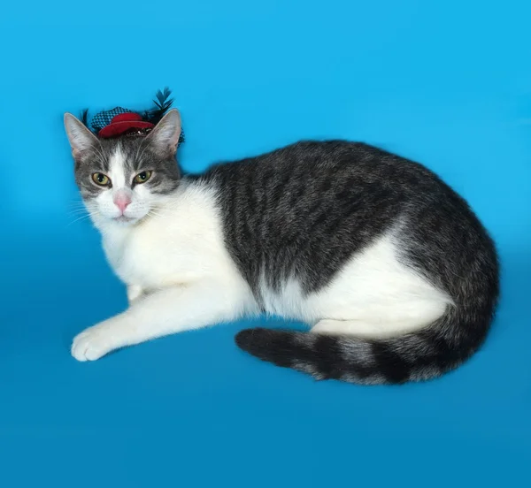 White and gray cat in red hat lies on blue — Stock Photo, Image