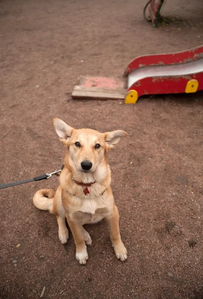 Collar de perro amarillo sentado en el patio de recreo — Foto de Stock