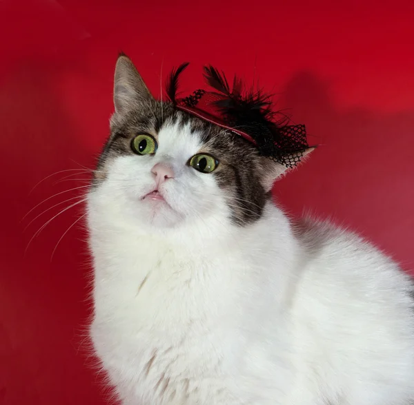 Kot biały i paski na czerwono w czerwony kapelusz — Zdjęcie stockowe