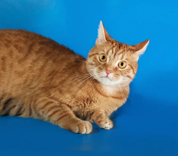 Gato vermelho está no azul — Fotografia de Stock