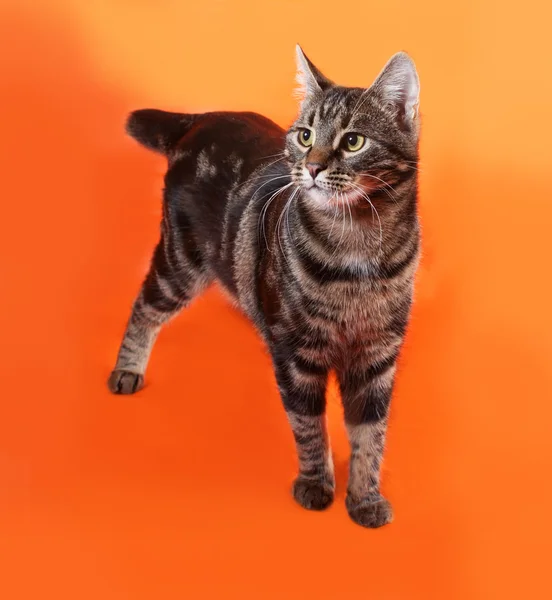 Tabby kitten teenager sitting on orange — Stock Photo, Image