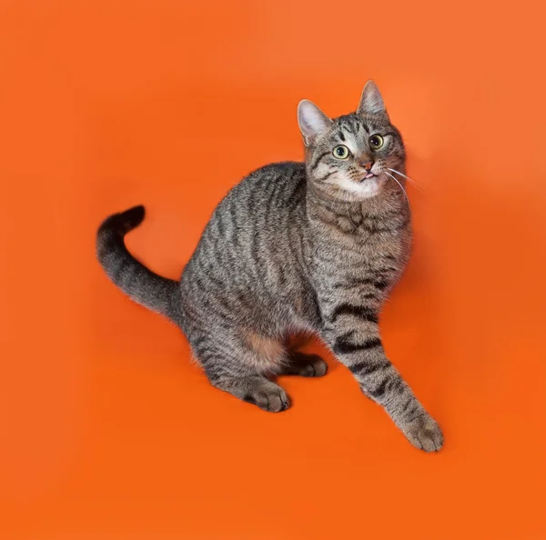 Кіт таббі сидить і ліцензується на помаранчевому — стокове фото