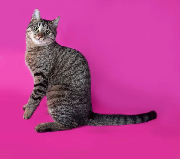 Tabby cat sitting on pink — Stock Photo, Image